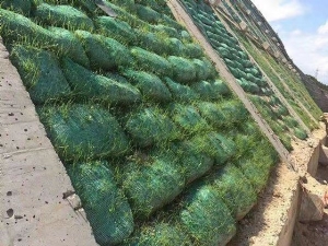草籽植生袋--格构梁绿化护坡